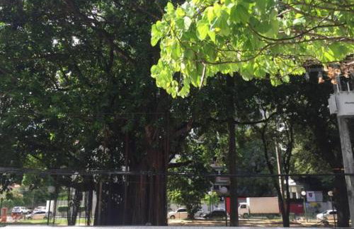 Jaqueira Essence - Foto 15