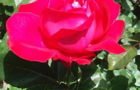 Casa Bamby - Foto 43