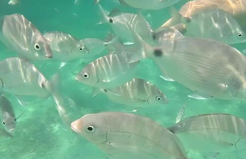 Suites Angra Sol e Mar - Foto 33