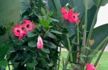 Luxury Villa - 75 inch smart TV, Upgrades throughout! 20 minutes to Disney - Foto 36