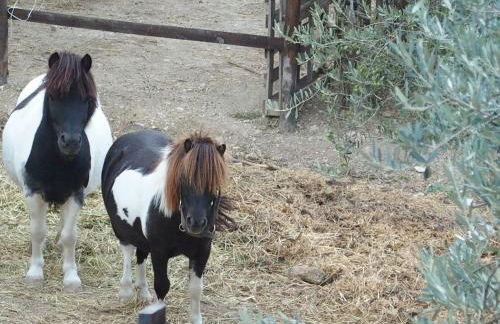 Country House Poggio Fiorito - Foto 62