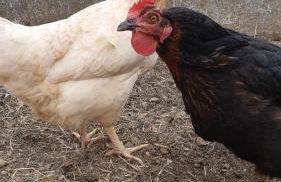 Casa das Lagoas - Foto 40