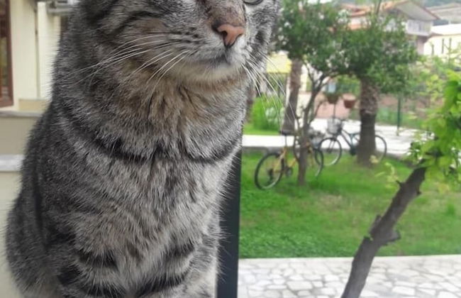 Erasmus Apart Hotel - Foto 2