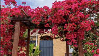 Minimalist Luxury Home With Botanic Garden - Foto 3, Garden