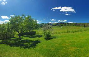 Waldhaus-Vulkaneifel - Foto 5