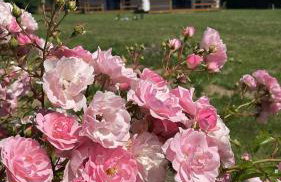 Bursztynowy Zakątek - Foto 1