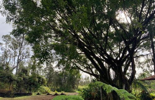 Majestic Banya tree cabin - Foto 32