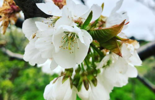 Traditional Portuguese Village House - Casa Martins no 52 - Foto 30