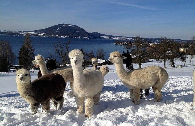 Apartment With Amazing Lake- and Mountain View - Photo 55