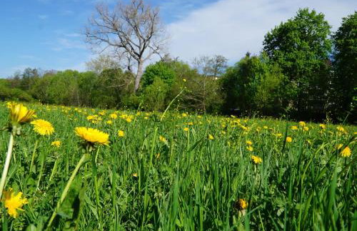 Am Eschachwäldle - Foto 9