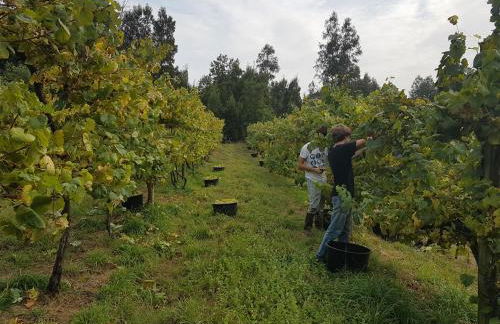 Quinta de Pindela - Natureza e Tradicao - Foto 53