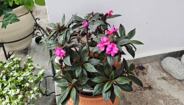 Sea view Goldins house - Foto 5