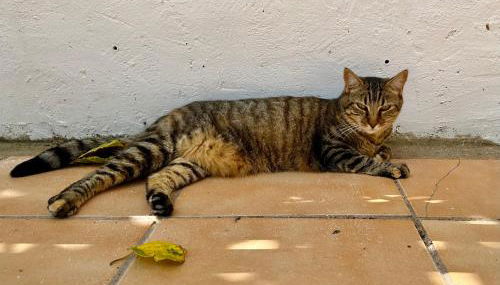 Estudio adosado acogedor con jardín, barbacoa y parking privado - Photo 4