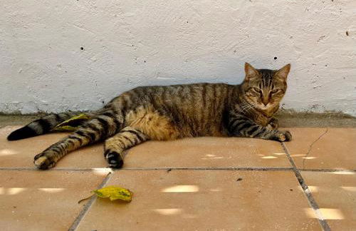 Estudio adosado acogedor con jardín, barbacoa y parking privado - Photo 4