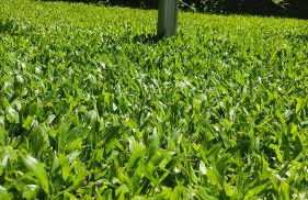 Casa dos Avós - Foto 12