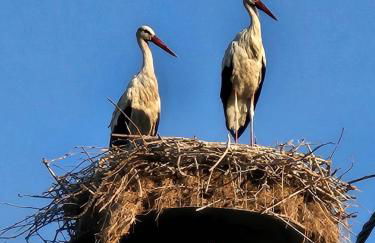 Kerkini's Harmony House - Foto 37