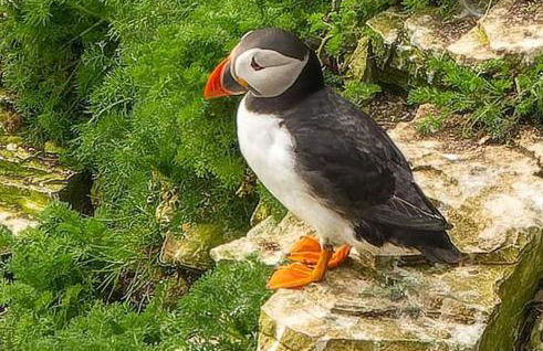 Trinket - The Cliff Top Cottage - Foto 1