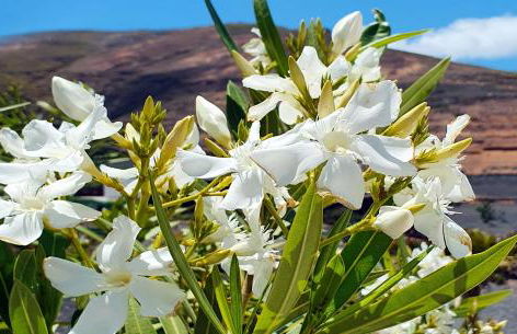 Holiday house Casa Mariposa in Tabayesco - Foto 43