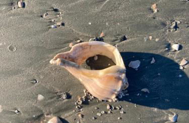 COFFEE on THE BEACH WINE on THE MARSH DOCK - Foto 61