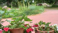 Gandelinka Park Kędrzyno - Foto 2, Garden