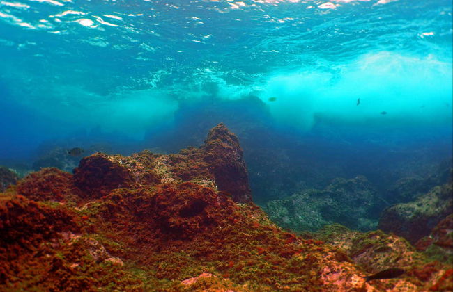 Fuencaliente Snorkelling Activity - Foto 3