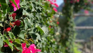 Villa Gelsomina - Foto 4