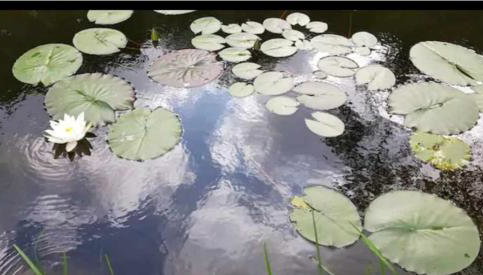 Tara vegetarian retreat guesthouse - Foto 3