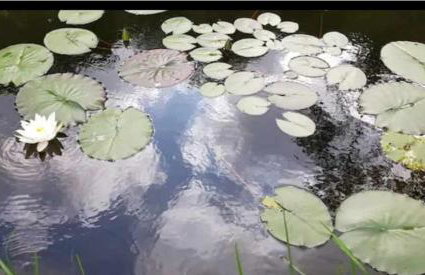 Tara vegetarian retreat guesthouse - Foto 3