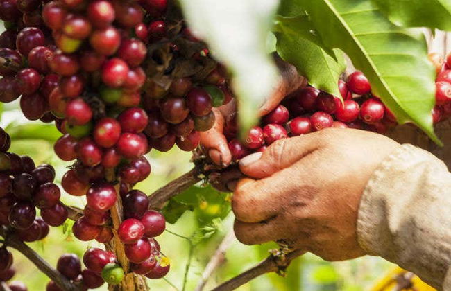 Visite autour du café de Cali - Photo 7