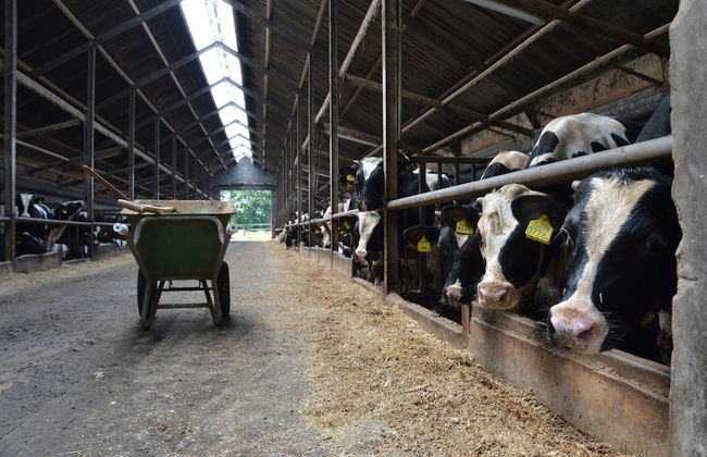 Farmhouse in Geesteren Near Forests - Photo 28