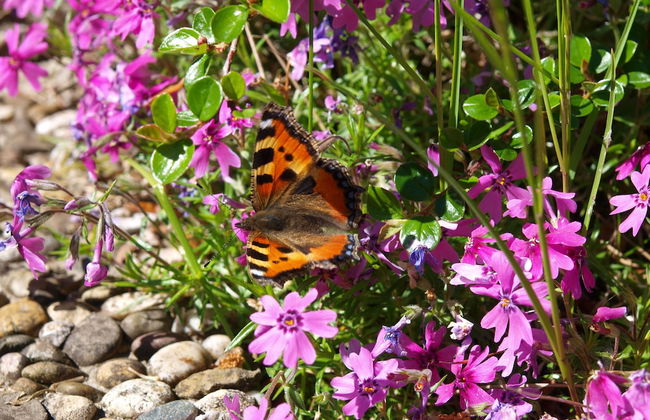 Haus Monika - Foto 63