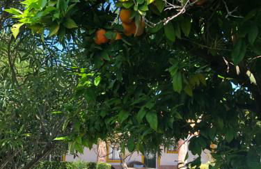 Casa d'Aldeia - Foto 29