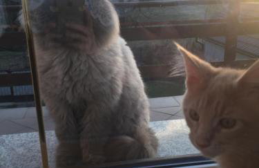 Noclegi pod kasztanem - Foto 32