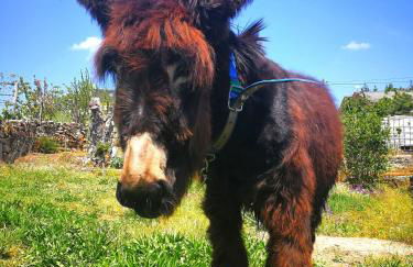 AL - Casa dos Alentejanos - Foto 29