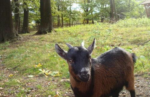 Holiday apartment in Harz with 1 bedroom - Foto 17