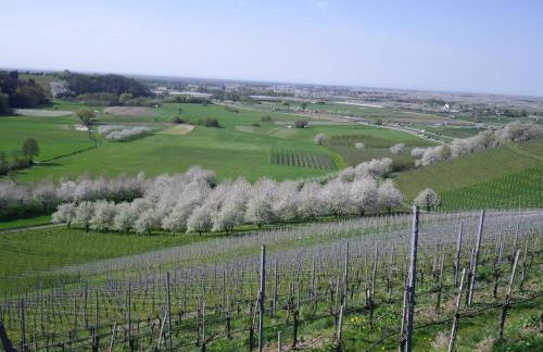 Ferienwohnung am Weinberg - Foto 12