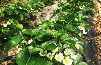 Agriturismo La Biandrina - Foto 99