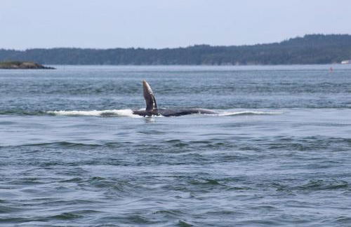 Sunset Cabin by the Sea, Log cabin stunning views - Photo 14