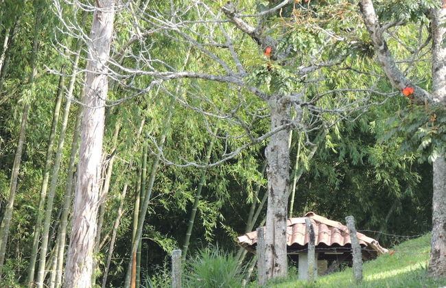 Entre Guaduas - Photo 35