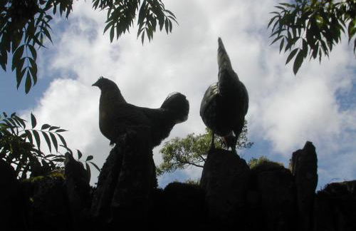 Alltybrain Farm Cottages and B&B - Foto 71