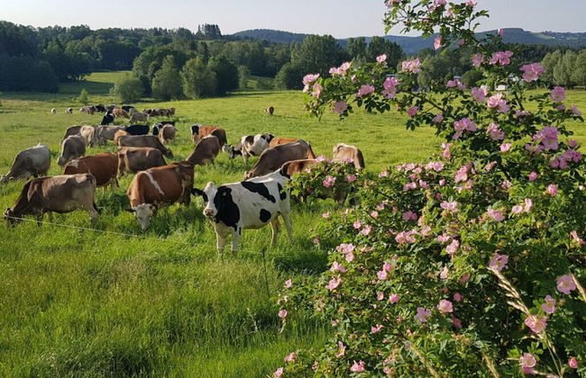 Gutsweg One - Apartment 3 - Foto 19