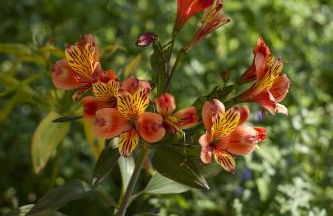 Château du Loroux - Photo 45