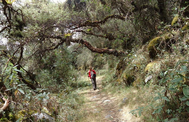 Excursion d’une journée au parc national de Huascarán - Photo 4