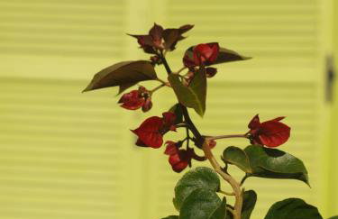 Country House Spitaki Γραφείο - Foto 25