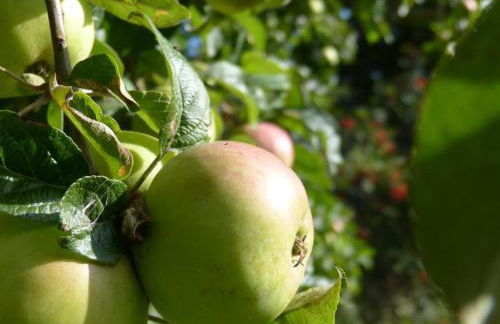 Ferienwohnung Anne - Foto 6