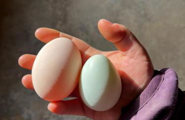 Agriturismo La Vecchia Chioderia - Foto 6