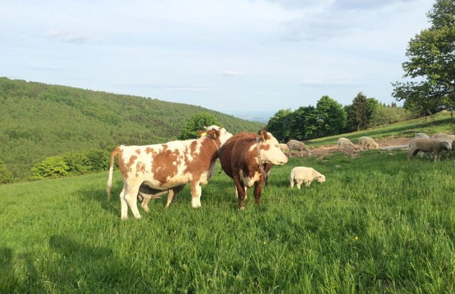 House in Bohemian Near Ski Slope - Foto 26