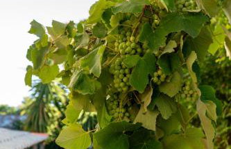 Davis Studios & Apartments - Ήλια Βόρειας Εύβοιας - 1' από τη θάλασσα - Foto 10