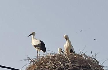 Angel's Houses - Foto 8