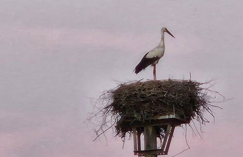 Casa Limonina - Foto 69